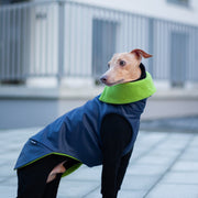 urban dog italian greyhound wearing sohisticated outfit, winter coat in navy, high quality velcro