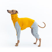 italian greyhound mustard grey