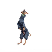 italian greyhound jumping in the air in raincoat