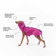 high quality italian greyhound winter coat  definition harvoola