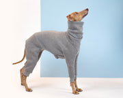italian greyhound clothing