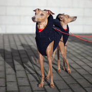 italian greyhound couple wearing stylish teddy bear vests & matching collar with a leash