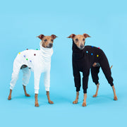 italian greyhound couple in black and white, in stylish clothes coverall winter onesie with colorful details