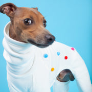 italian greyohund photography, dog wearing clothes