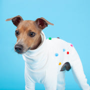 italian greyhound puppy outfit in white