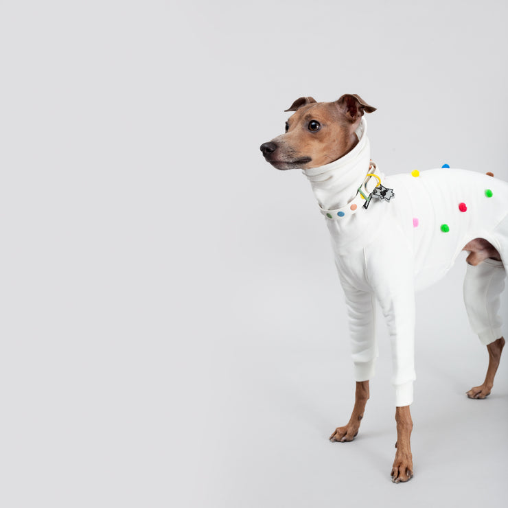 italian greyhound wearing matching collar, leash and jumpsuit