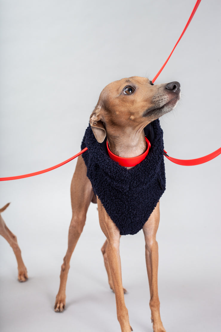 italian greyhound couple wearing stylish teddy bear vests & matching collar with a leash