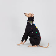 italian greyhound wearing matching collar, leash and jumpsuit