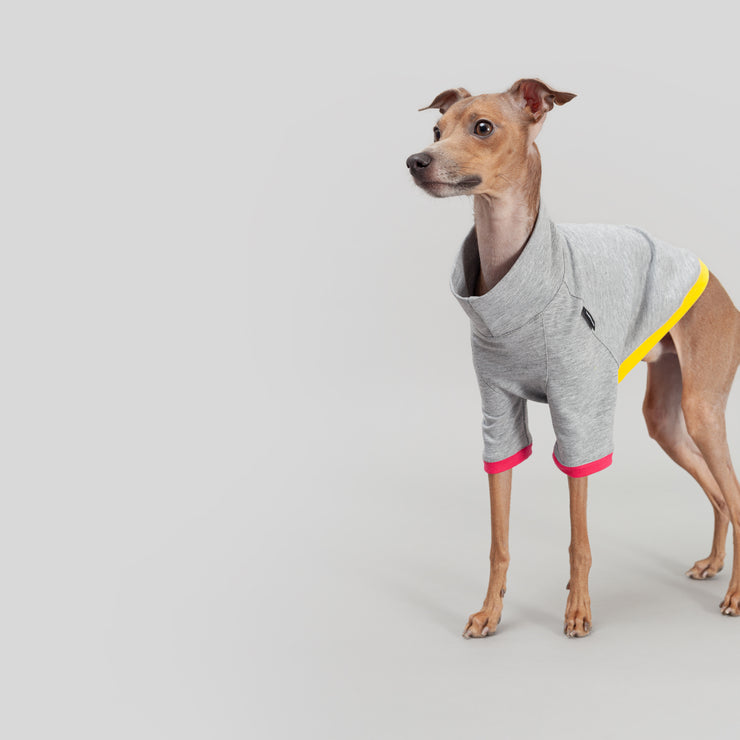 italian greyhound  puppy shirt