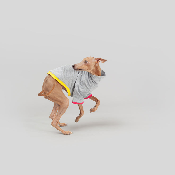 italian greyhound in action wearing clothes