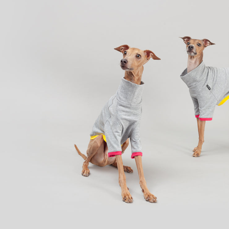 italian greyhound couple wearing shirt in grey