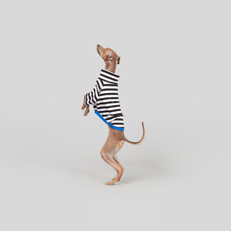 italian greyhound dogs in clothes