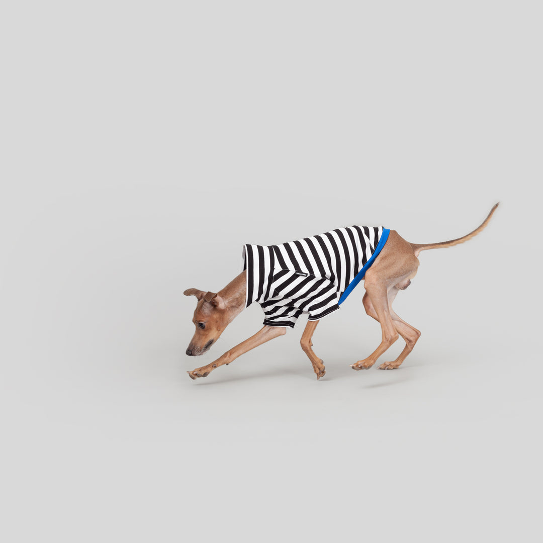 Black and white striped dog shirt best sale