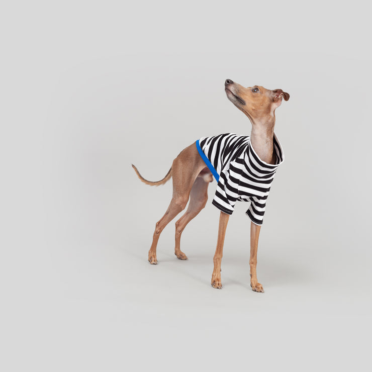 italian greyhound summer shirt in stripes
