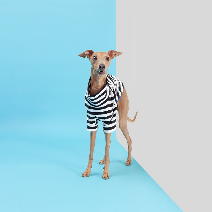 italian greyhound dog wearing handmade clothes