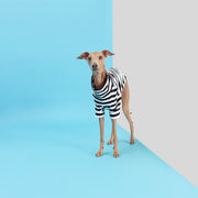 stylish and fabulous italian greyhound clothing