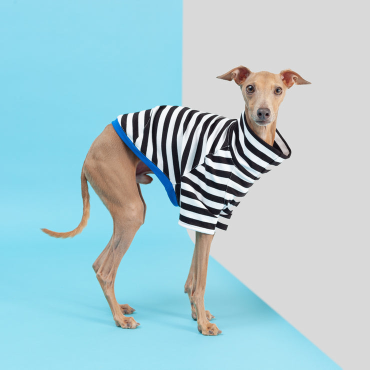 stylish and fabulous italian greyhound clothing