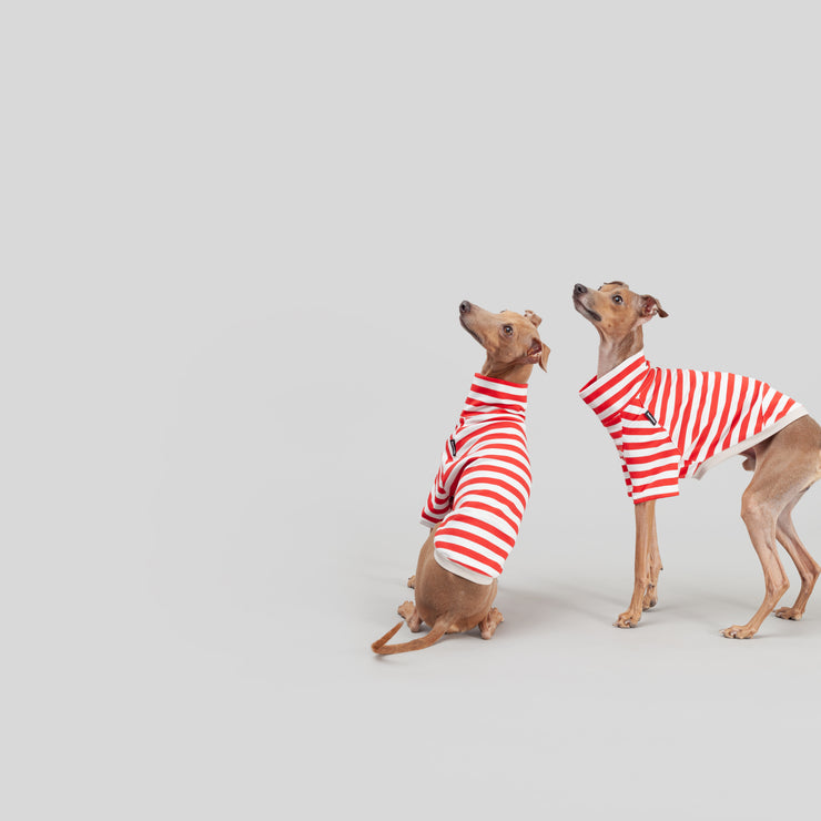 italian greyhound couple handmade summer shirt