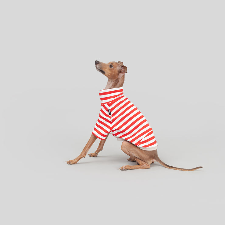 italian greyhound puppy stripes shirt