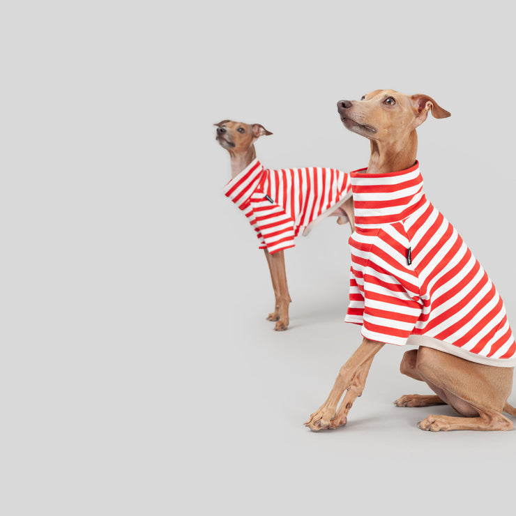 italian greyhound summer shirt clothing UV