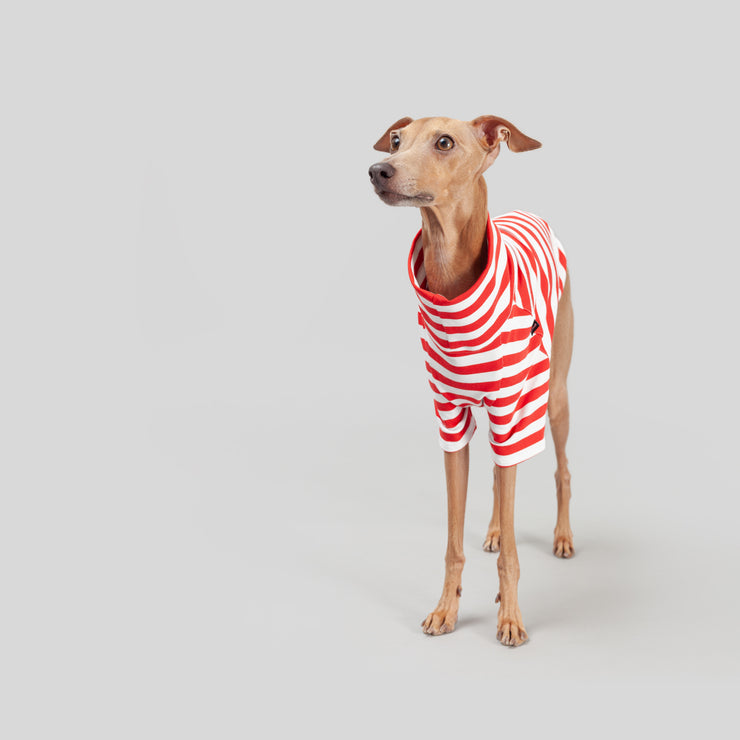 Italian greyhound summer outfit in stripes