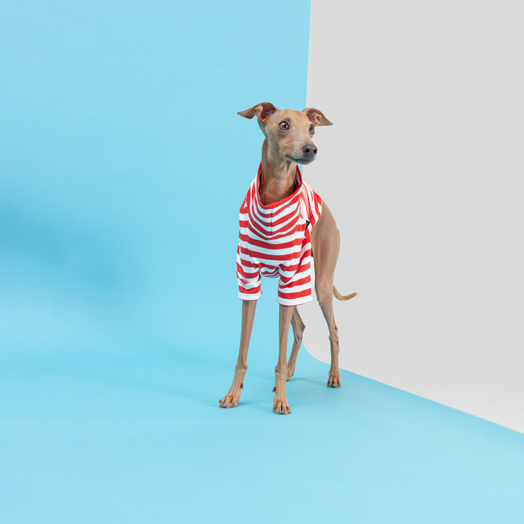 italian greyhound cute clothes for warm season