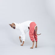 italian greyhound photography, dogs in clothes