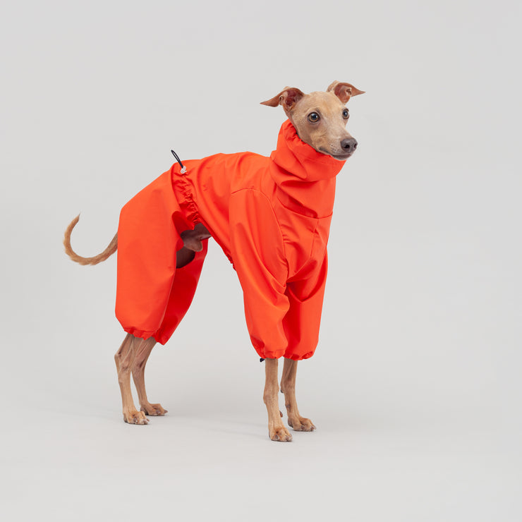 italian greyhound stylish outfits colorful hand-made high-quality wear