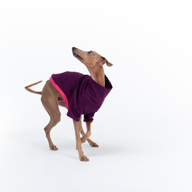 italian greyhound handmade shirt for warm weather