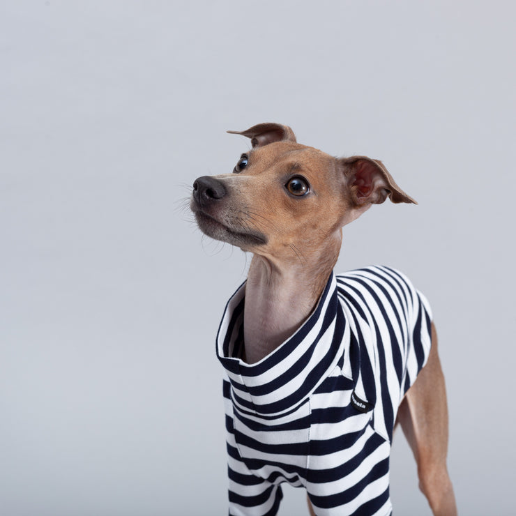 italian greyhound puppy shirt with stripes
