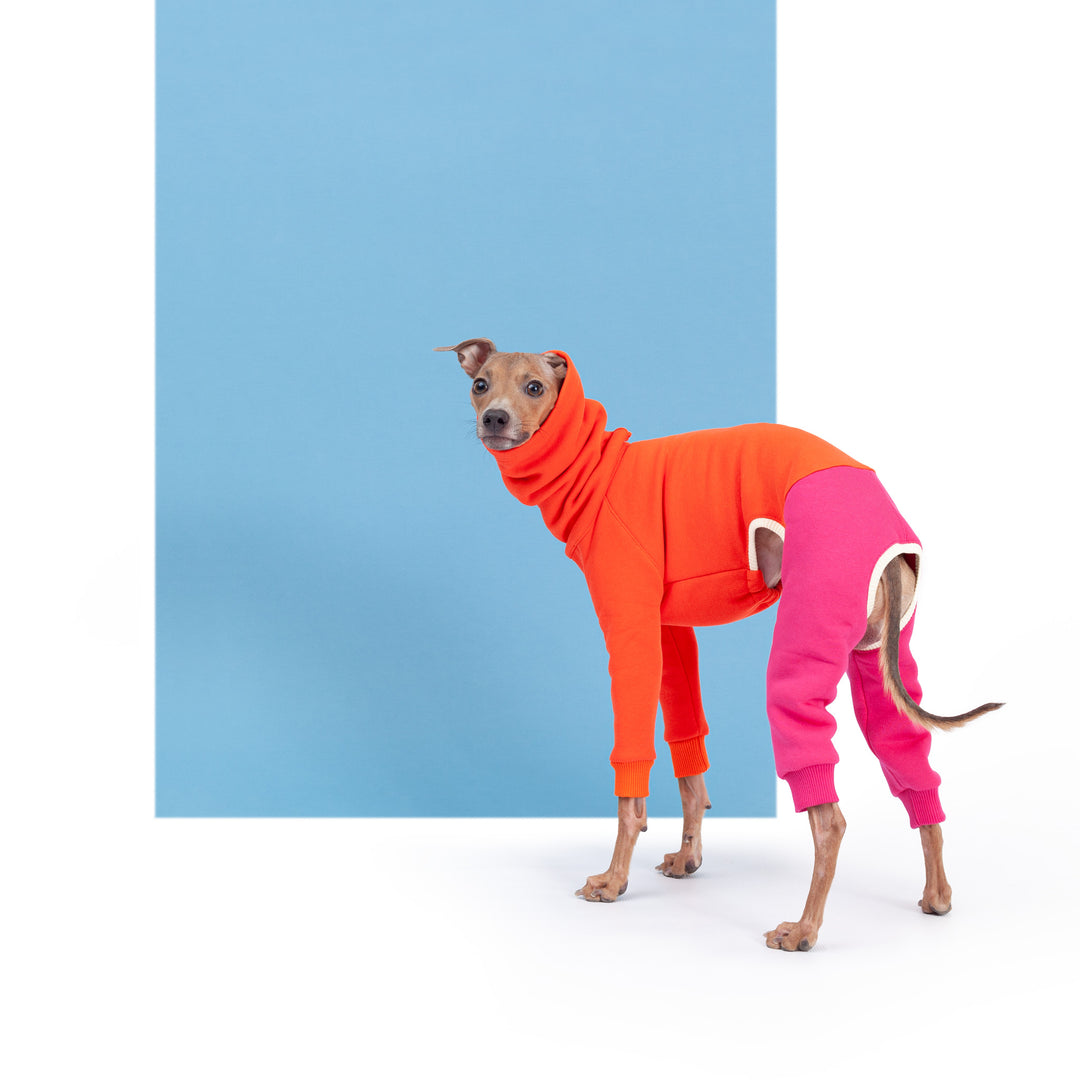 Italian Greyhound Onesie harvoola