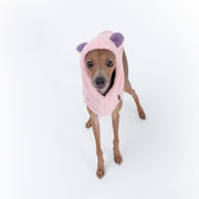 adorable italian greyhound puppy in clothes