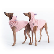 italian greyhound puppies outfits