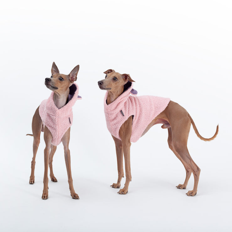 italian greyhound pink clothes