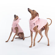 italian greyhound couple in clothes