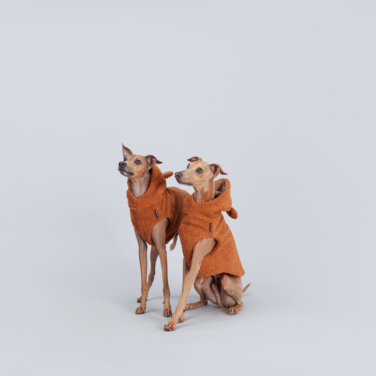 a couple of italian greyhound wearing warm clothes 