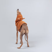 funny italian greyhound in clothes