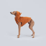 italian greyhound puppy wearing clothes