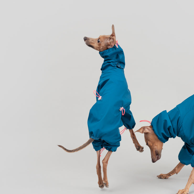 happy jumping italian greyhound in a raincoat winter wear