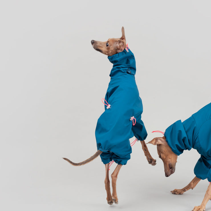 italian greyhound warm clothing blue overall waterproof
