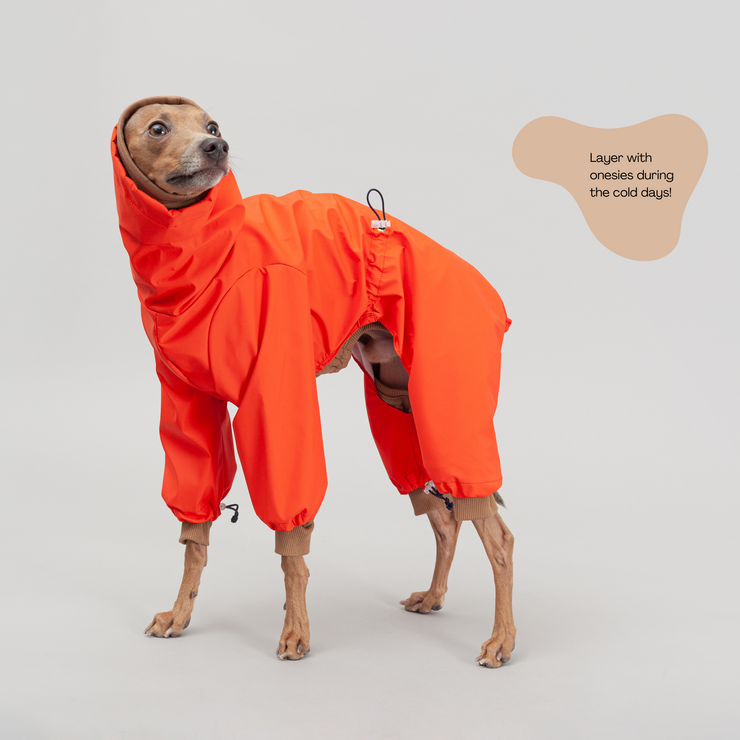 italian greyhound orange outfits colorful hand-made high-quality wear