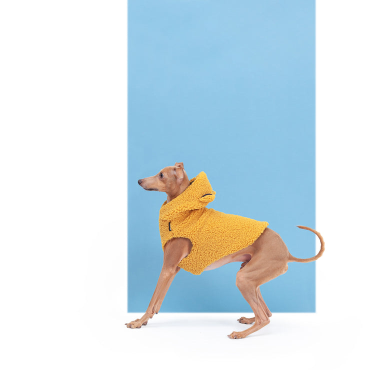 italian greyhound clothing teddy bear vest