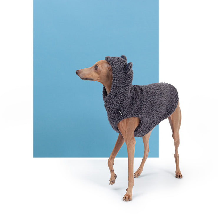 italian greyhound teddy vest bear dog