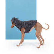 italian greyhound teddy vest bear ears