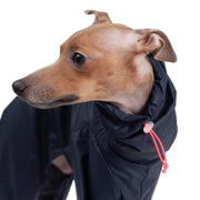 italian greyhound raincoat
