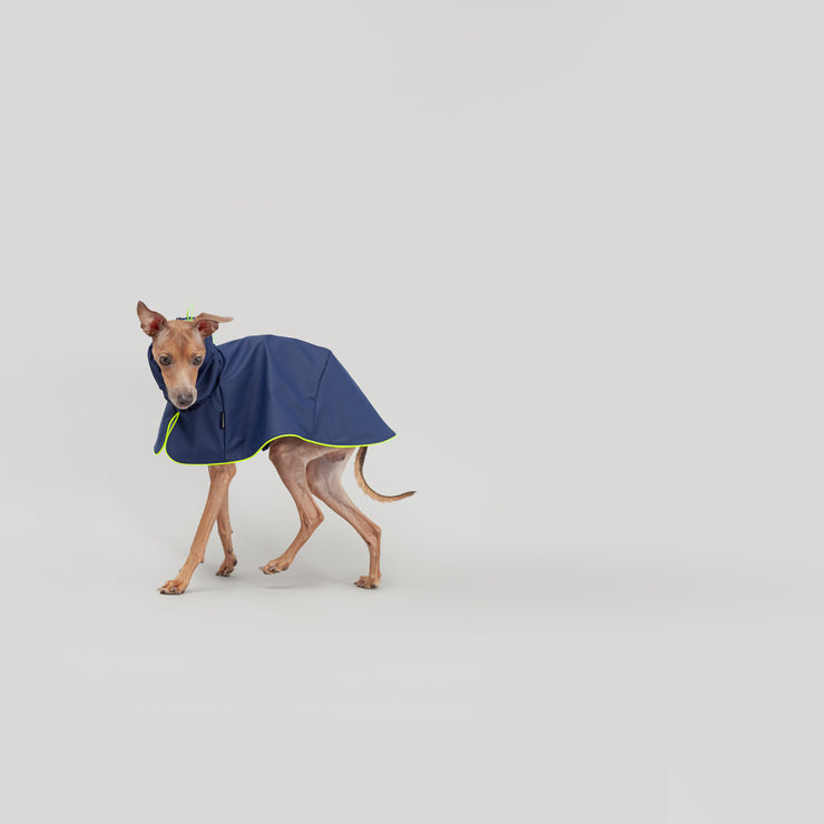 italian greyhound raincoat reflective details