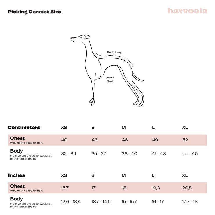 size chart italian greyhound