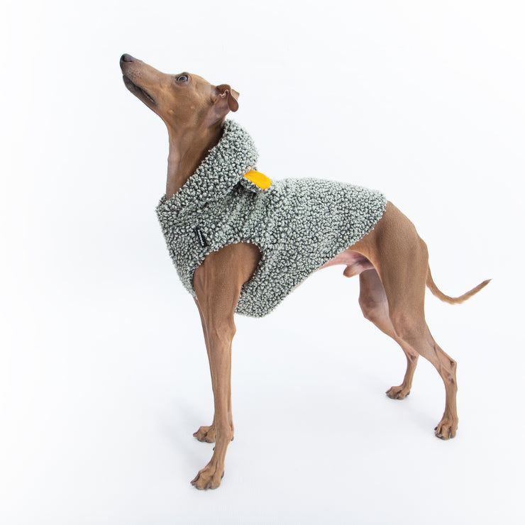 italian greyhound teddy vest 