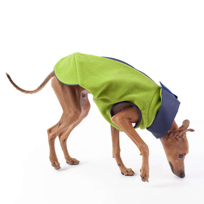 italian greyhound reversible winter coat navy and green, lined with fleece, waterproof and windproof material