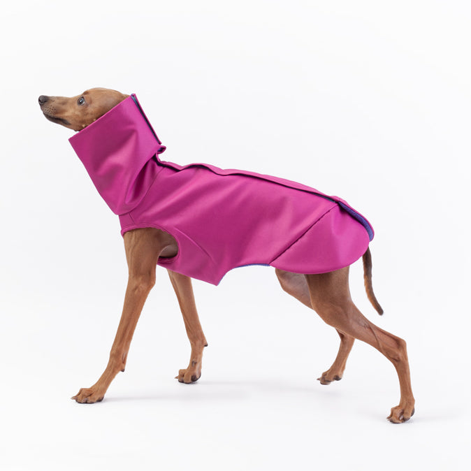 winter coat for levriero italiano in pink and purple fleece